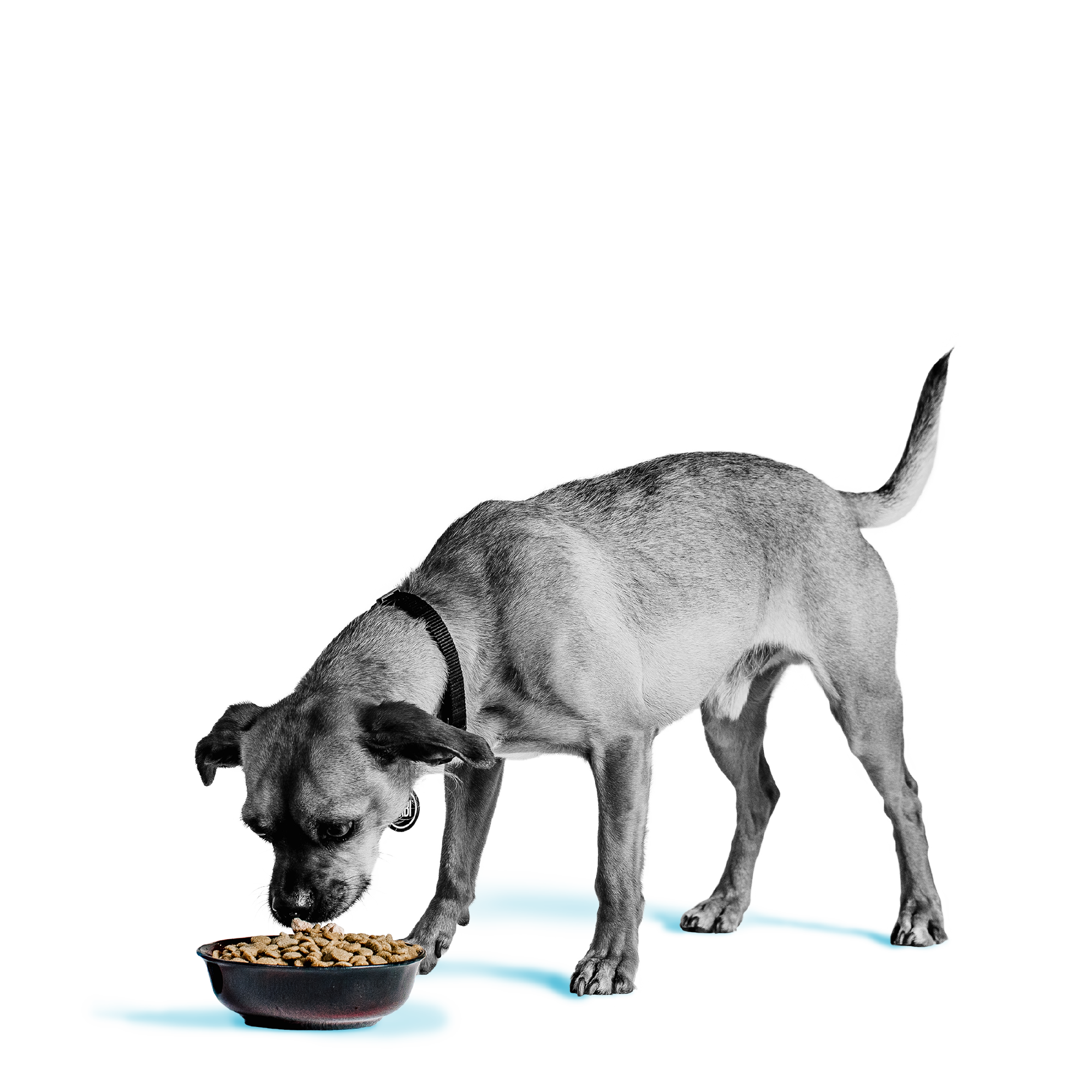 Liberty® Dry Food for Dogs – Game Bird Feast
