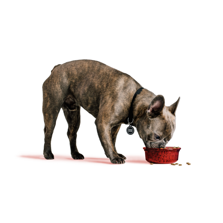 Rawbble® Dry Food for Dogs – Beef Recipe