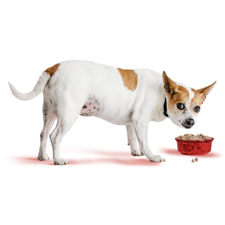 Rawbble® Freeze-Dried Food for Dogs – Beef Recipe