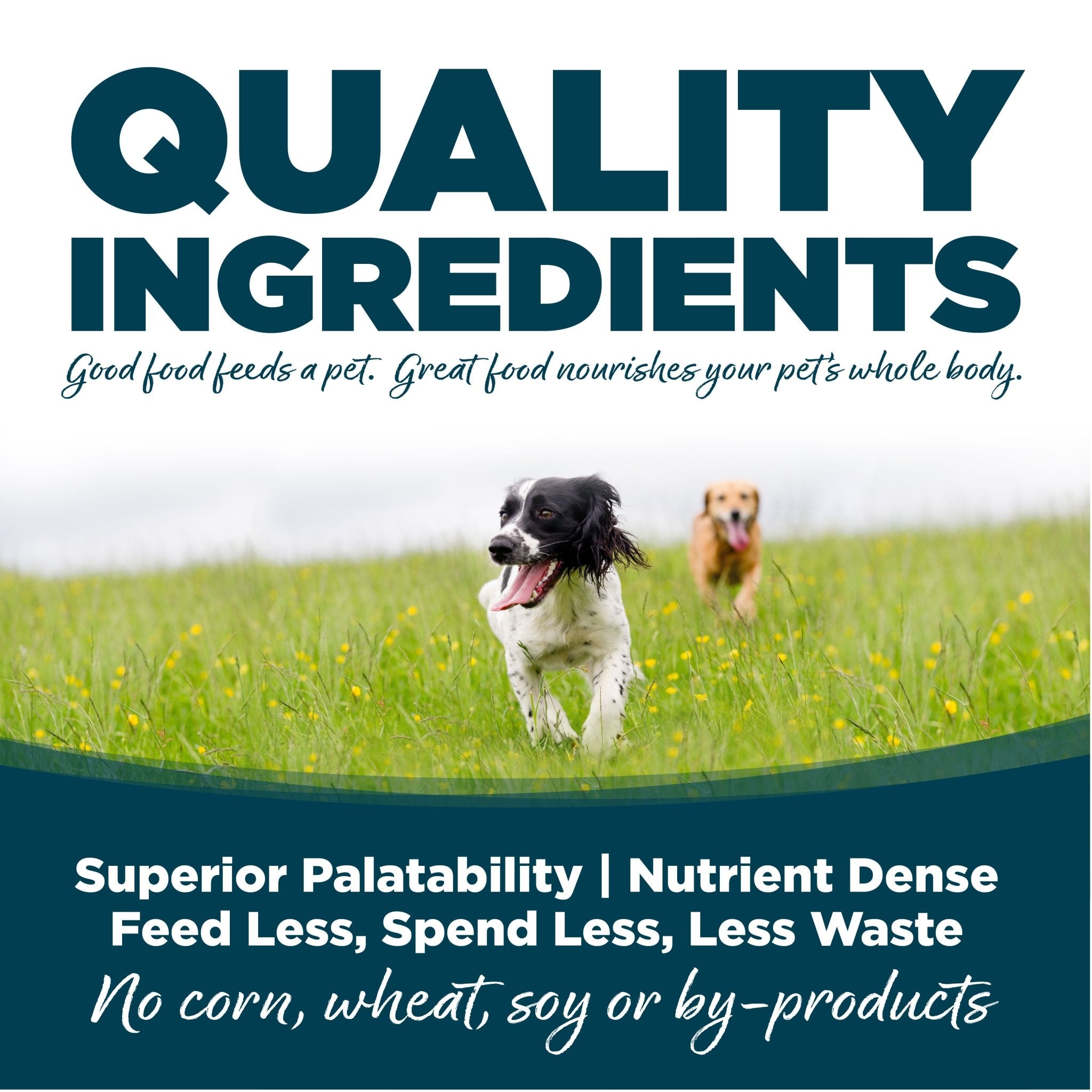 Adult Chicken & Rice Small Bites - Eva Pet - NutriSource