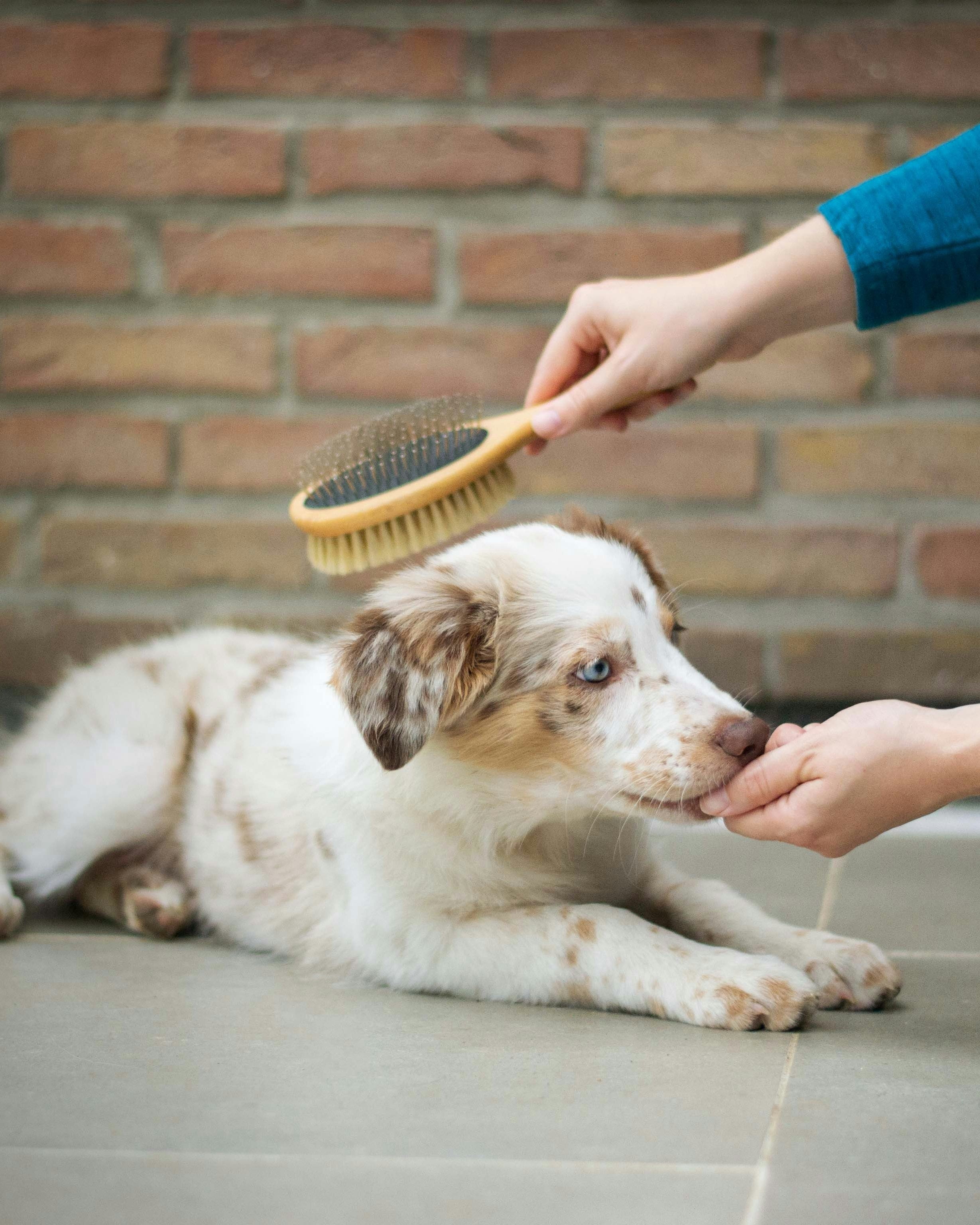 aussie shepherd being brushed groomed