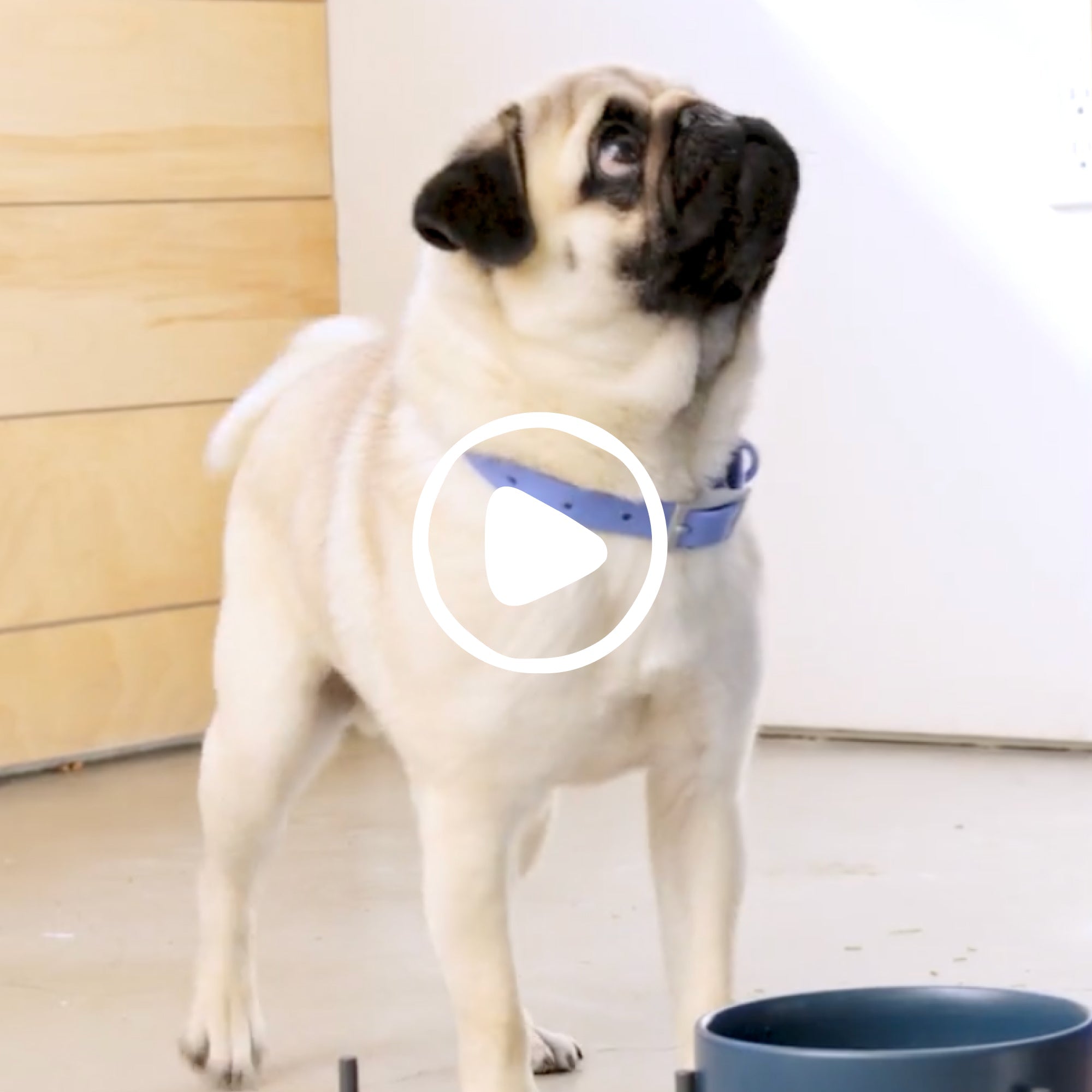 BEEF BONE BROTH - Eva Pet - Native Pet