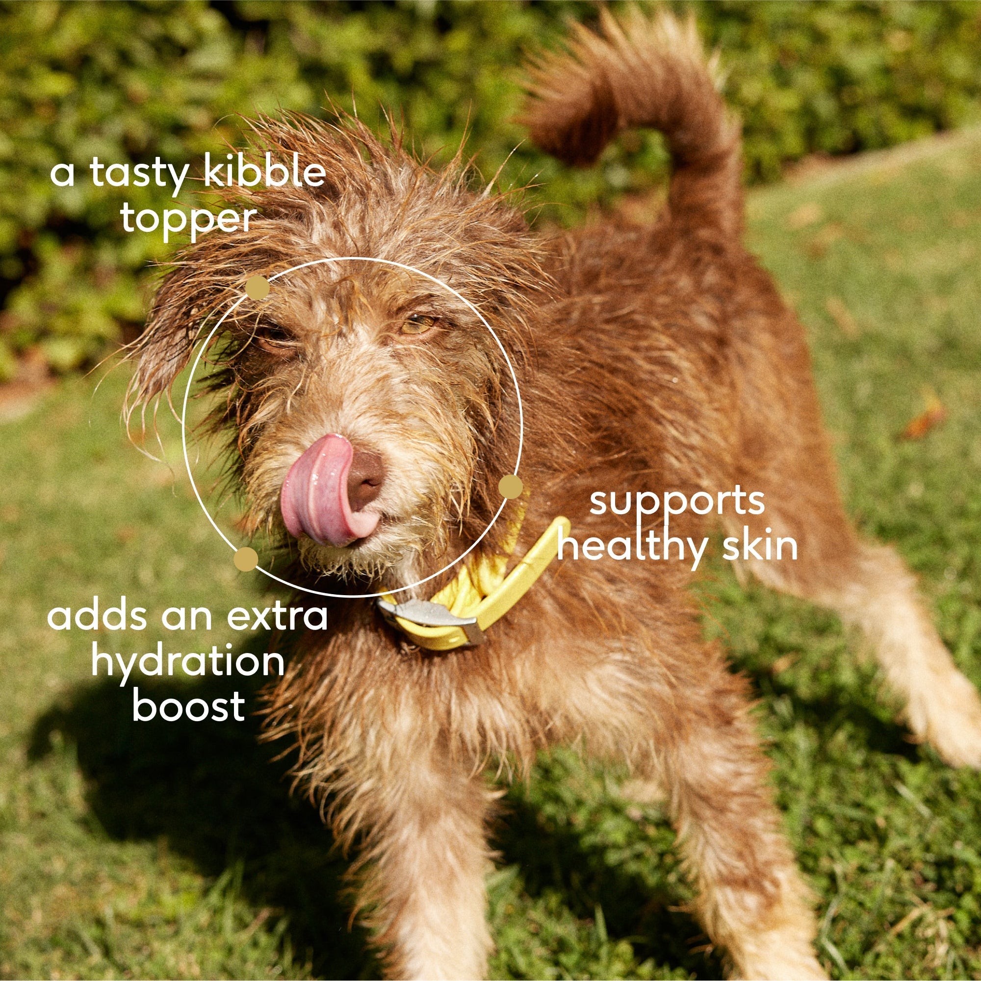 BEEF BONE BROTH - Eva Pet - Native Pet