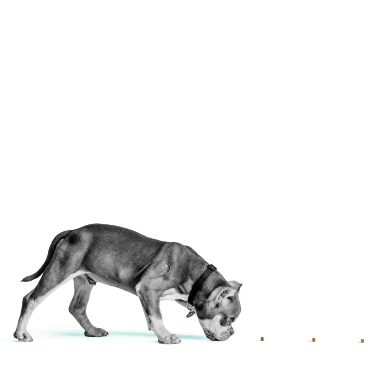 BIXBI® Pocket Trainers® for Dogs – Peanut Butter Recipe - Eva Pet - Bixbi