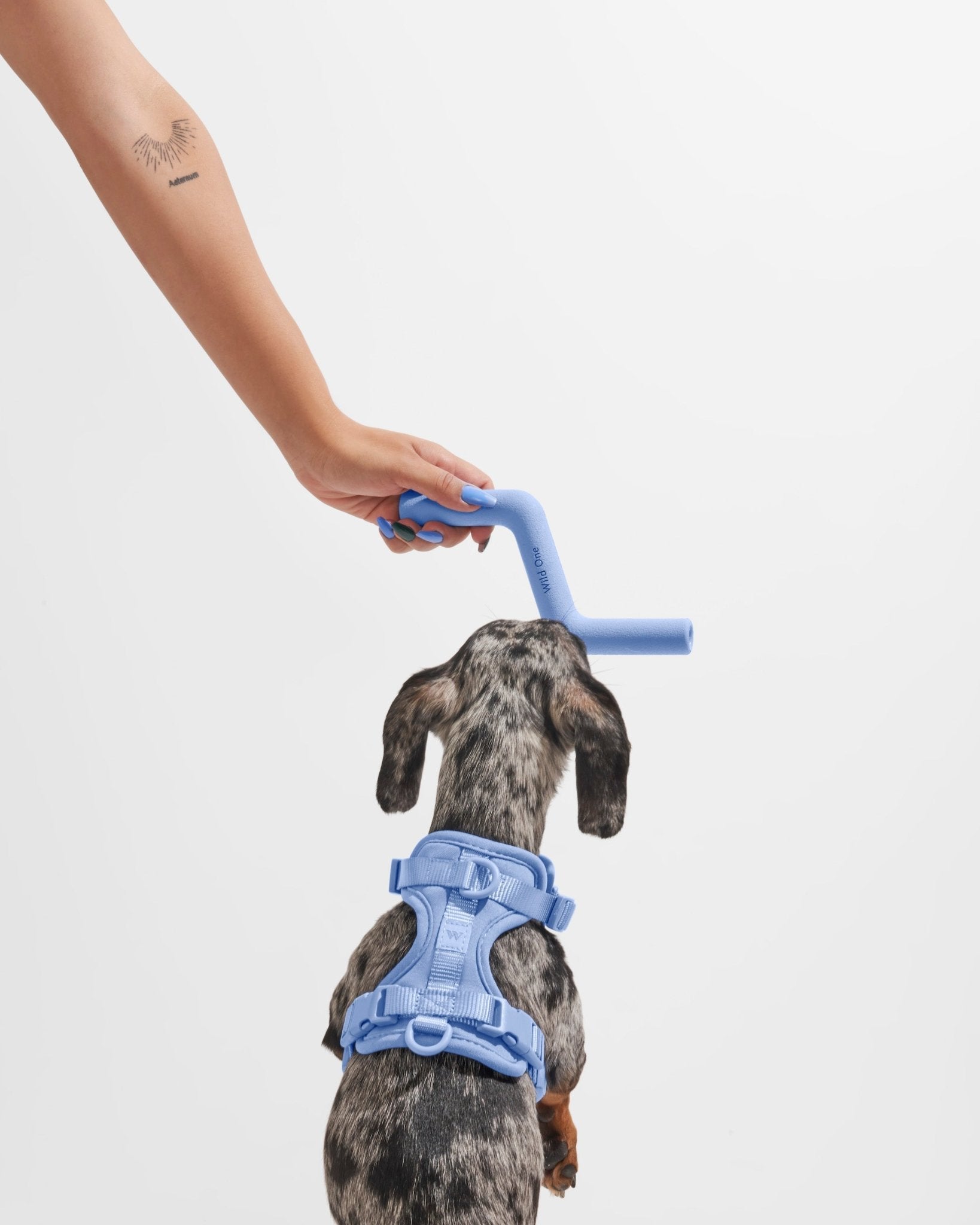 Bolt Bite - Eva Pet - Wild One