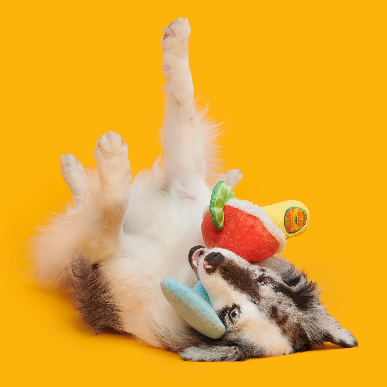 Bulldog Barkarita Plush Dog Toy - Eva Pet - BARK