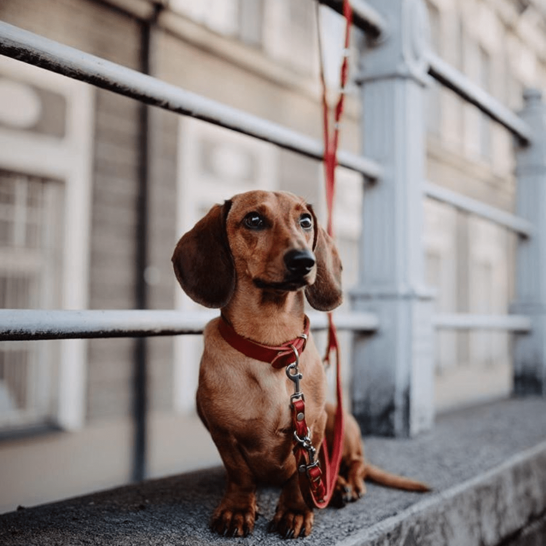 Butter Leather 3x Adjustable Dog Leash - Chili Red - Eva Pet - mollyandstitchus