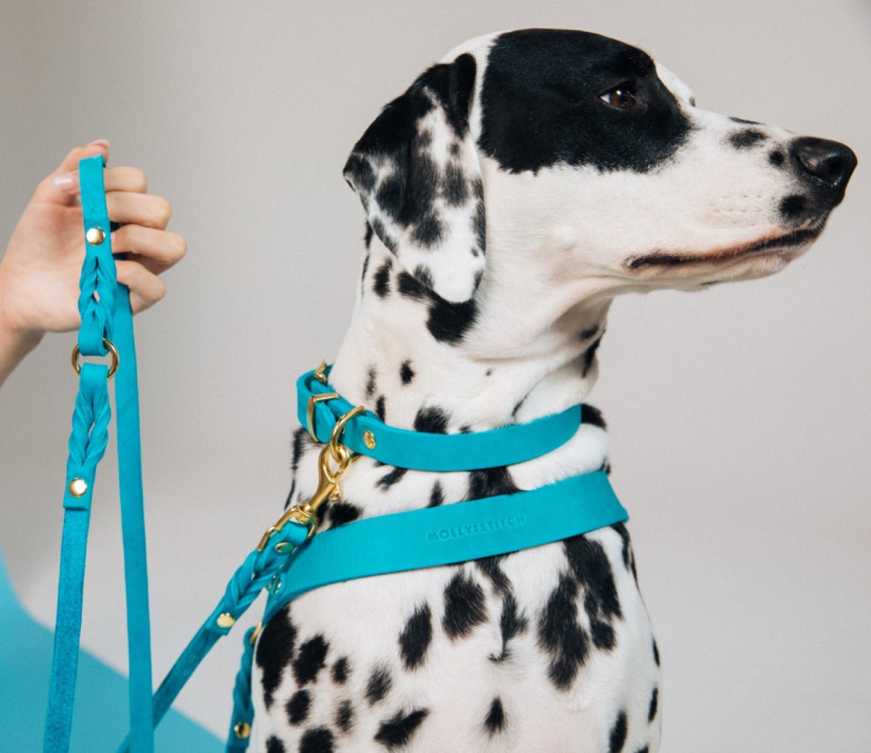 Butter Leather 3x Adjustable Dog Leash - Fiji - Eva Pet - mollyandstitchus