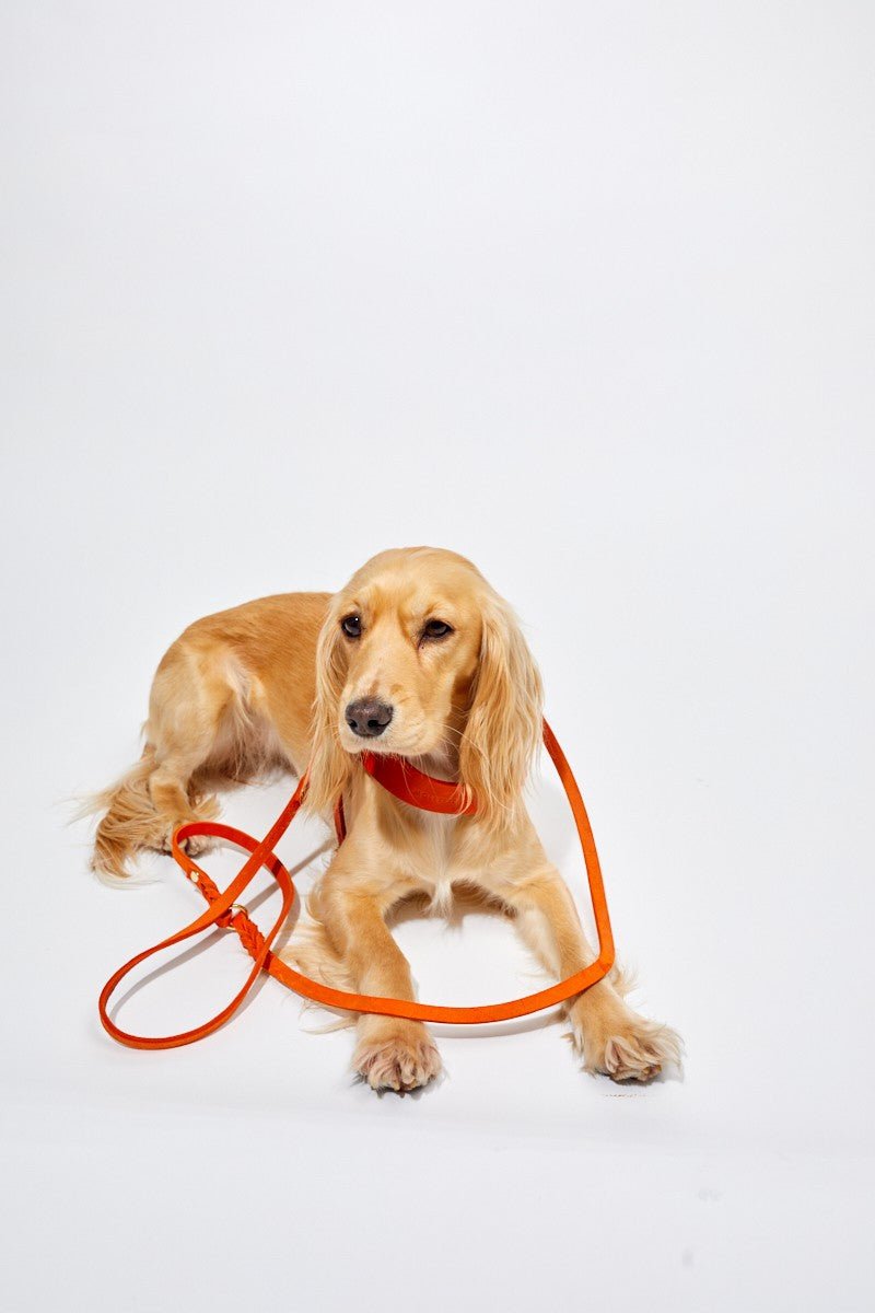 Butter Leather 3x Adjustable Dog Leash - Mango - Eva Pet - mollyandstitchus