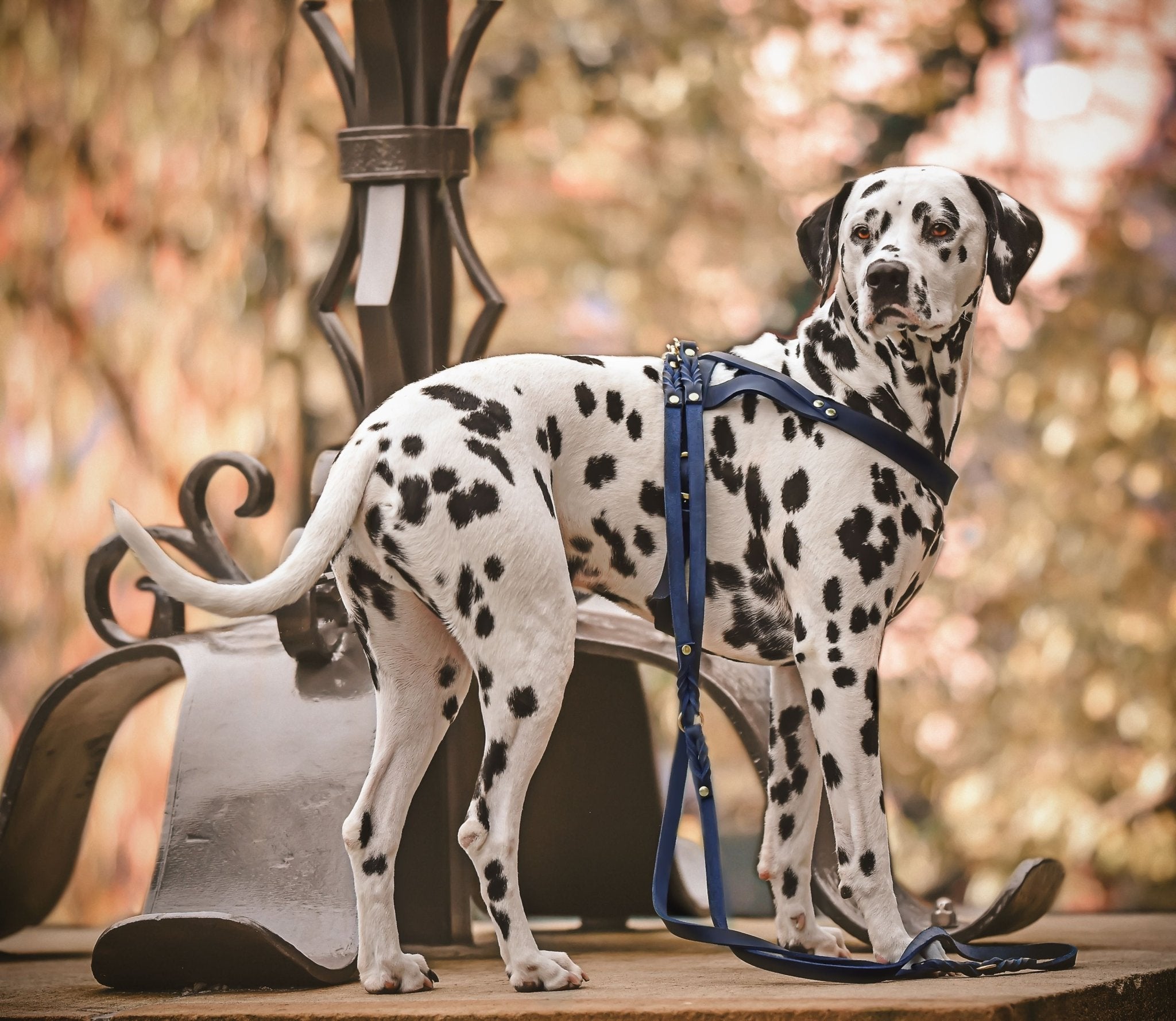 Butter Leather 3x Adjustable Dog Leash - Navy Blue - Eva Pet - mollyandstitchus