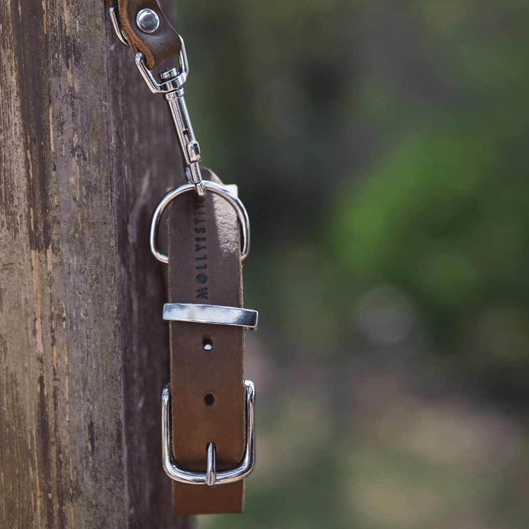 Butter Leather Dog Collar - Classic Brown - Eva Pet - mollyandstitchus