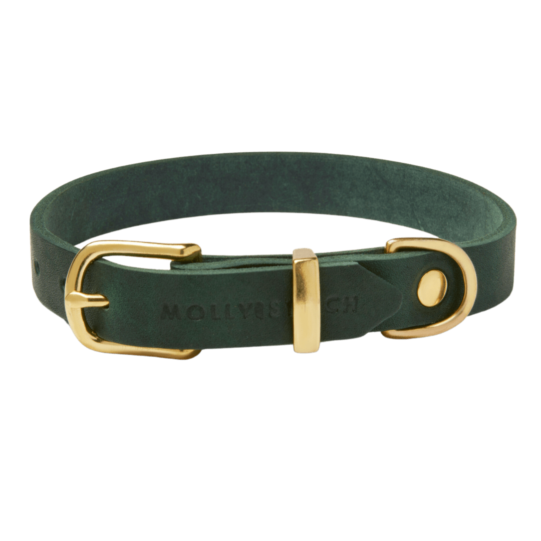 Butter Leather Dog Collar - Forest Green - Eva Pet - mollyandstitchus