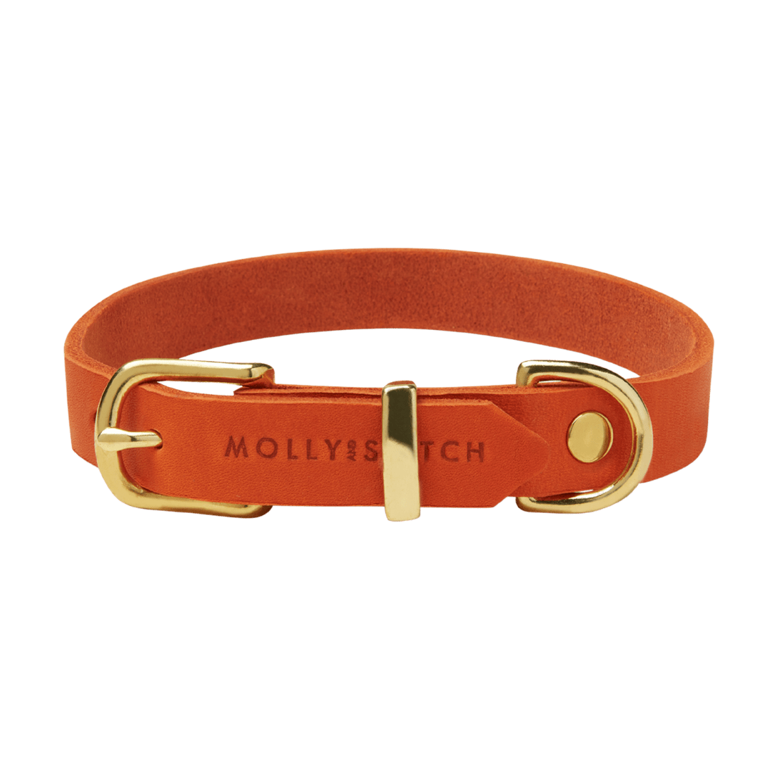 Butter Leather Dog Collar - Mango - Eva Pet - mollyandstitchus