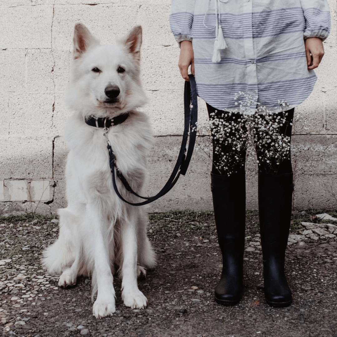 Butter Leather Dog Collar - Navy Blue - Eva Pet - mollyandstitchus