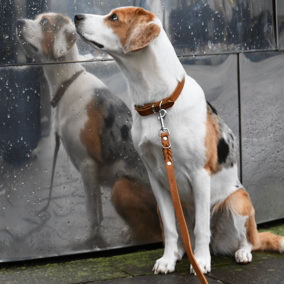 Butter Leather Dog Collar - Sahara Cognac - Eva Pet - Molly And Stitch