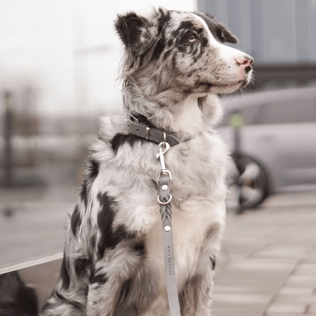 Butter Leather Dog Collar - Timeless Grey - Eva Pet - mollyandstitchus