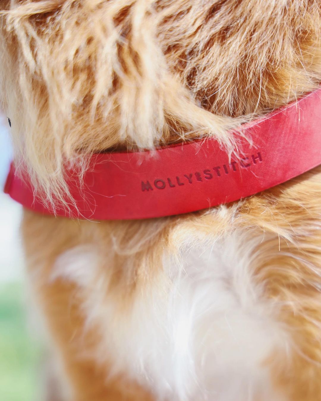 Butter Leather Dog Harness - Chili Red - Eva Pet - mollyandstitchus