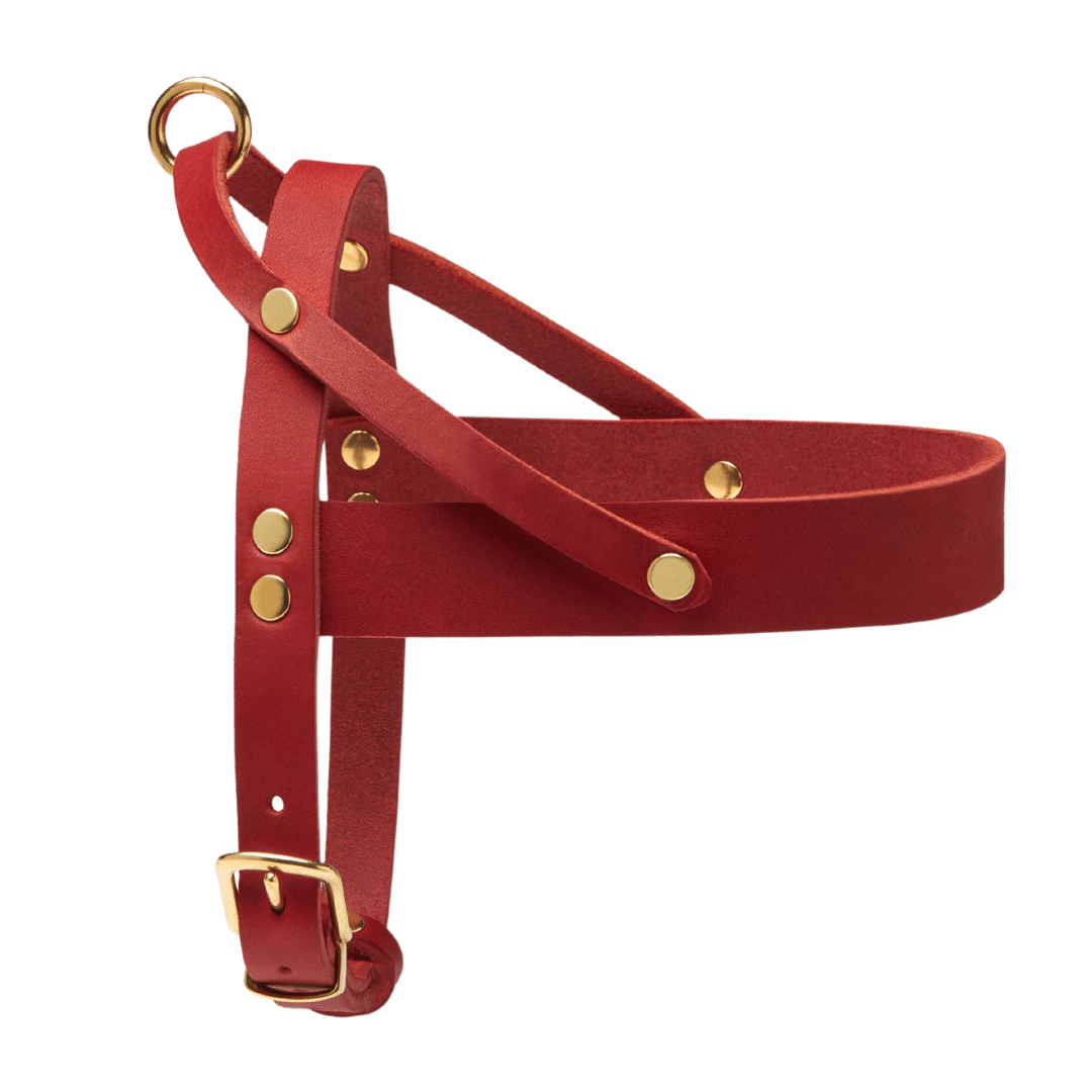 Butter Leather Dog Harness - Chili Red - Eva Pet - mollyandstitchus