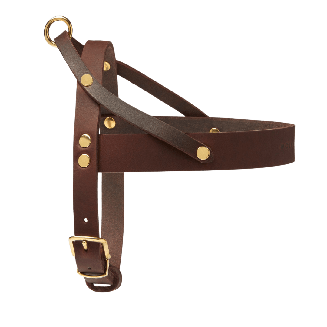Butter Leather Dog Harness - Classic Brown - Eva Pet - mollyandstitchus