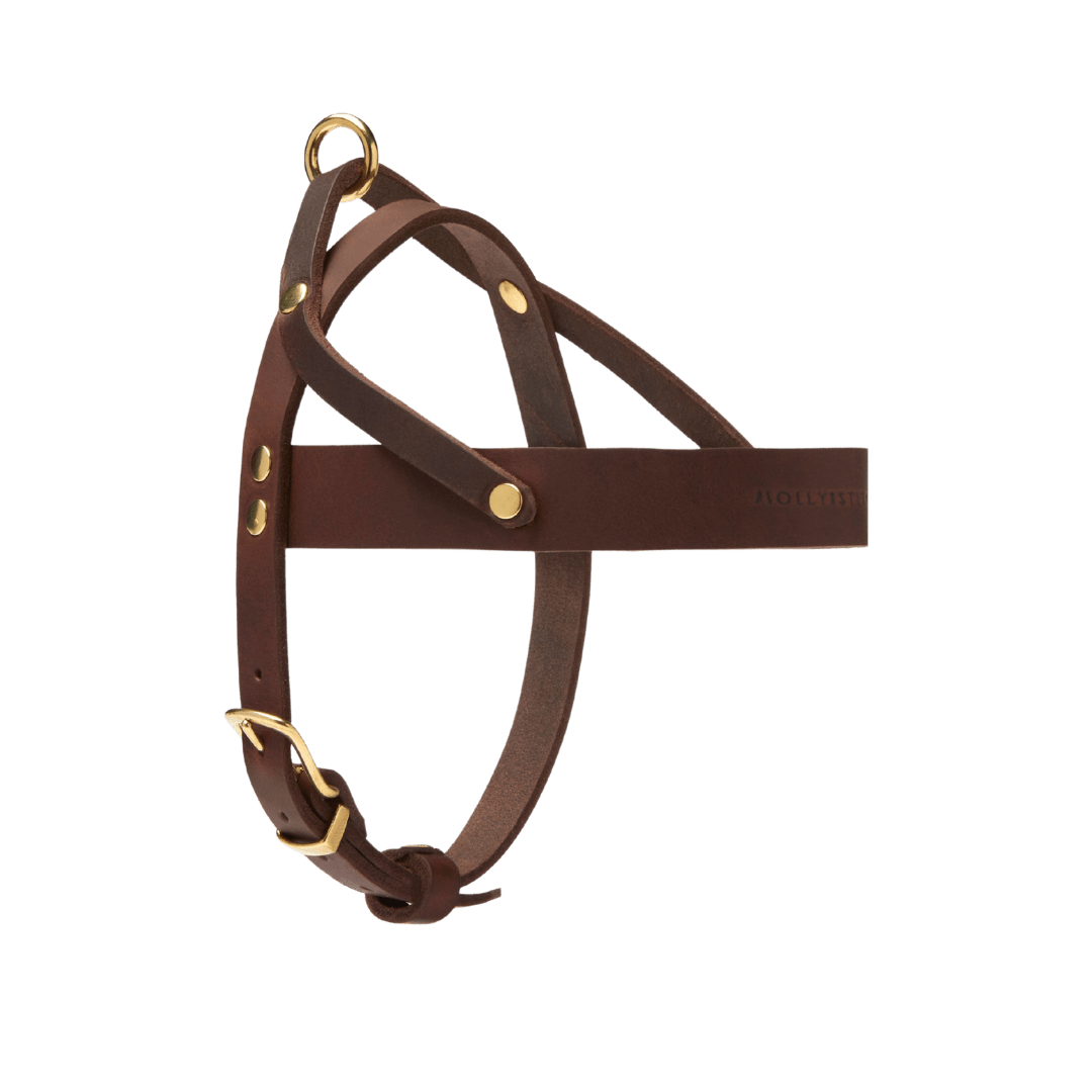 Butter Leather Dog Harness - Classic Brown - Eva Pet - mollyandstitchus