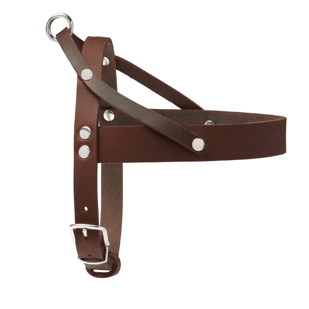Butter Leather Dog Harness - Classic Brown - Eva Pet - mollyandstitchus