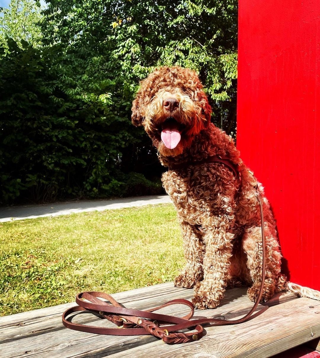 Butter Leather Dog Harness - Classic Brown - Eva Pet - mollyandstitchus