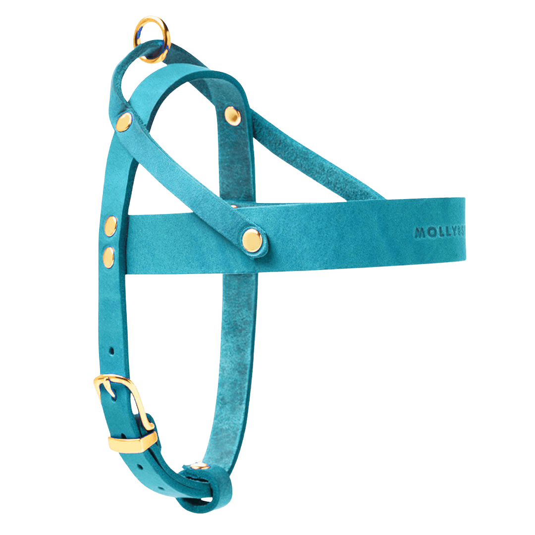 Butter Leather Dog Harness - Fiji - Eva Pet - mollyandstitchus