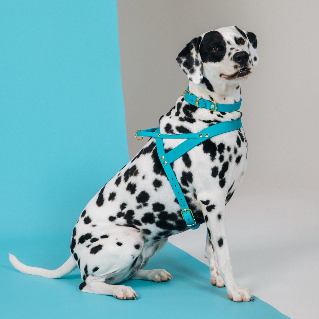 Butter Leather Dog Harness - Fiji - Eva Pet - mollyandstitchus