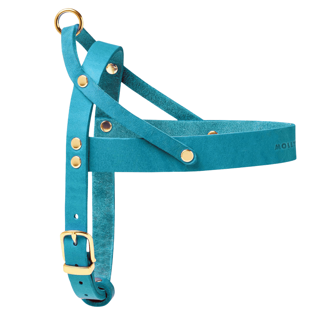 Butter Leather Dog Harness - Fiji - Eva Pet - mollyandstitchus