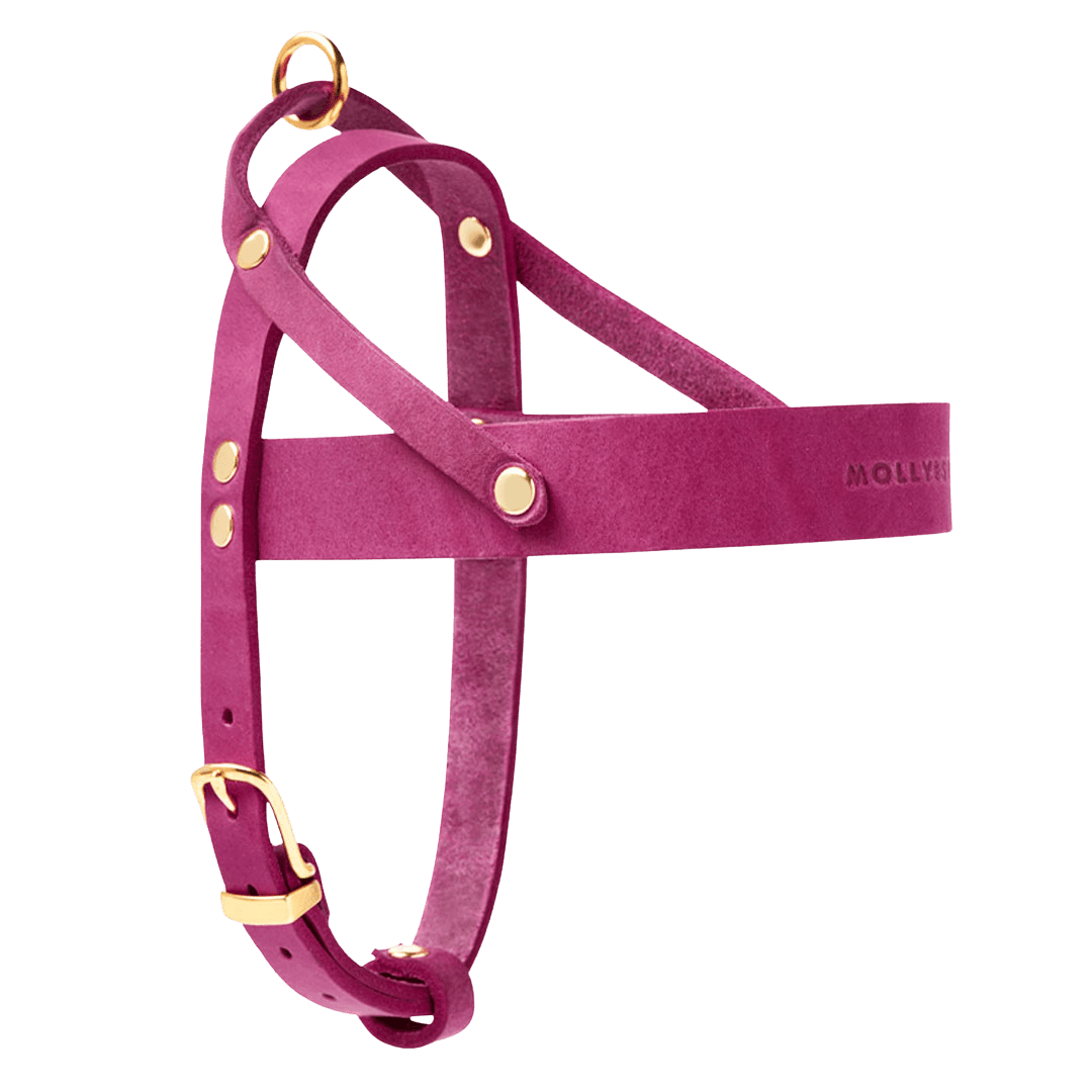 Butter Leather Dog Harness - Flamingo - Eva Pet - mollyandstitchus