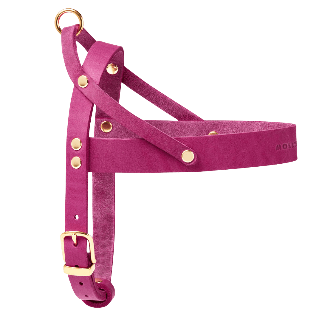 Butter Leather Dog Harness - Flamingo - Eva Pet - mollyandstitchus