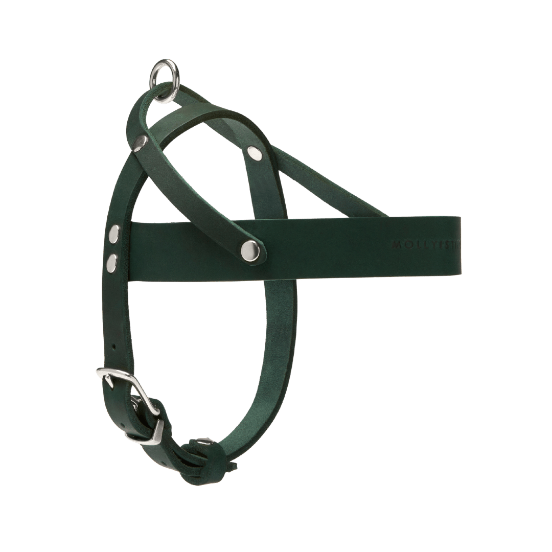 Butter Leather Dog Harness - Forest Green - Eva Pet - mollyandstitchus