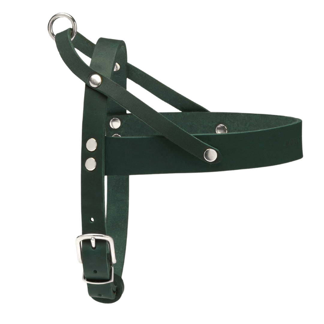 Butter Leather Dog Harness - Forest Green - Eva Pet - mollyandstitchus