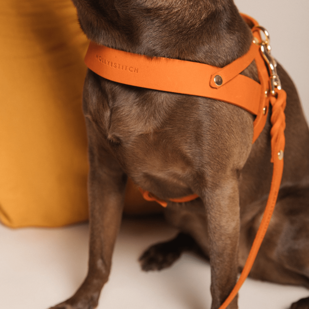 Butter Leather Dog Harness - Mango - Eva Pet - mollyandstitchus