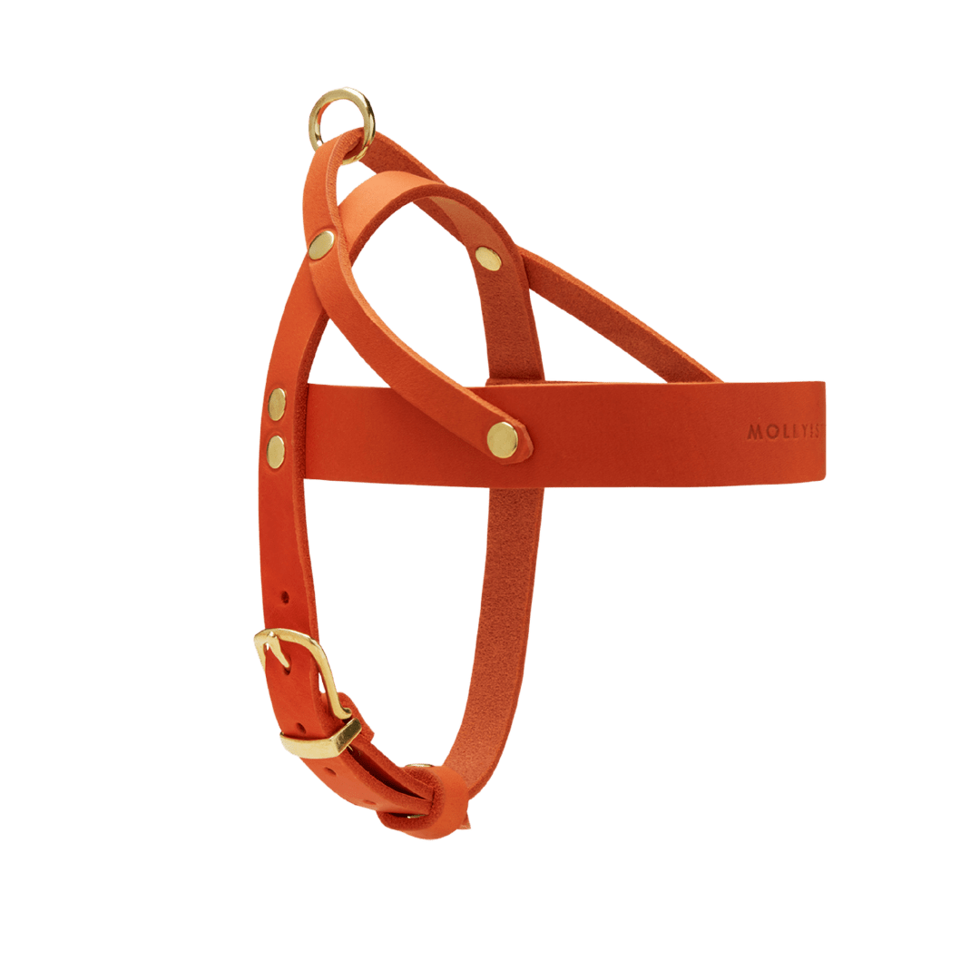 Butter Leather Dog Harness - Mango - Eva Pet - mollyandstitchus
