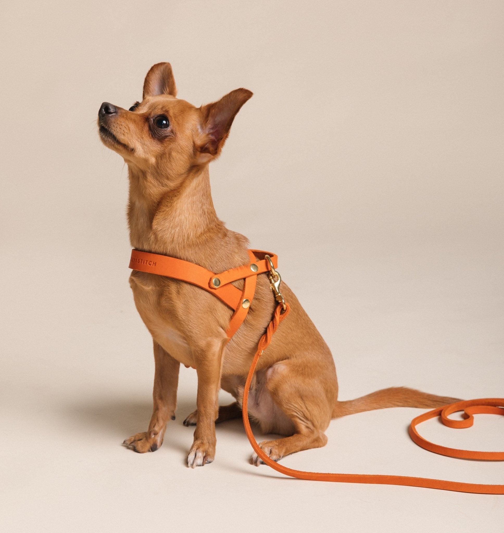 Butter Leather Dog Harness - Mango - Eva Pet - mollyandstitchus