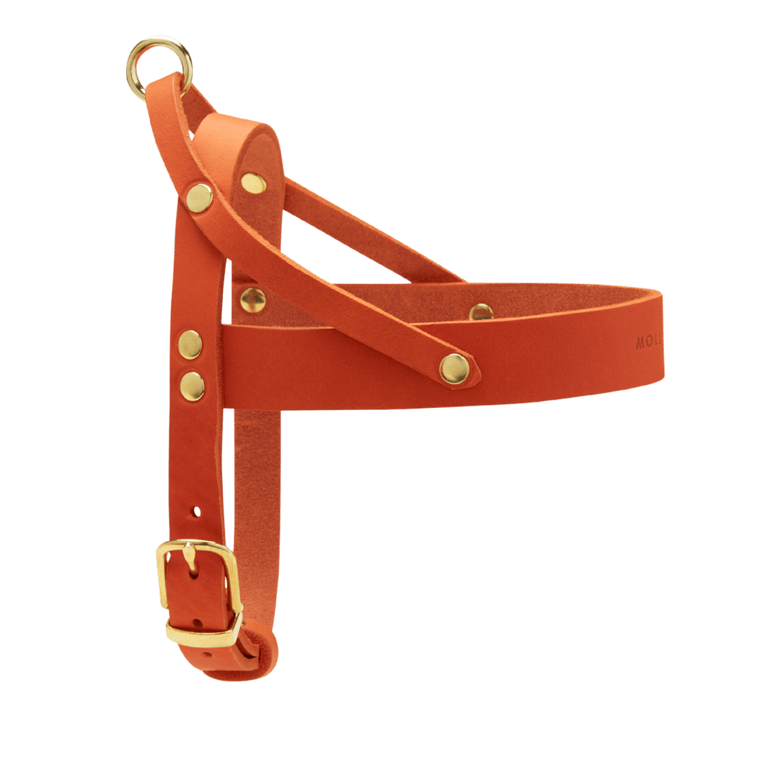 Butter Leather Dog Harness - Mango - Eva Pet - mollyandstitchus
