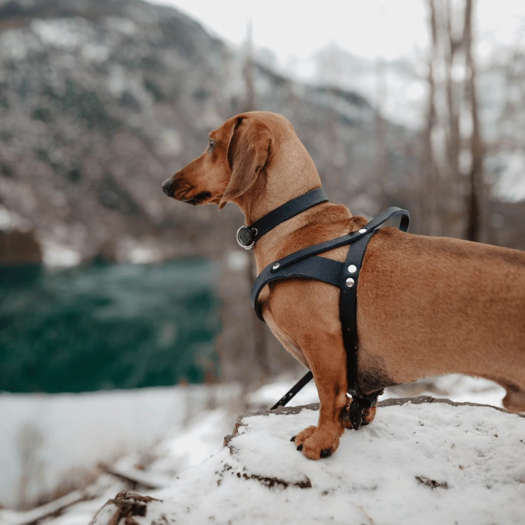 Butter Leather Dog Harness - Navy Blue - Eva Pet - mollyandstitchus