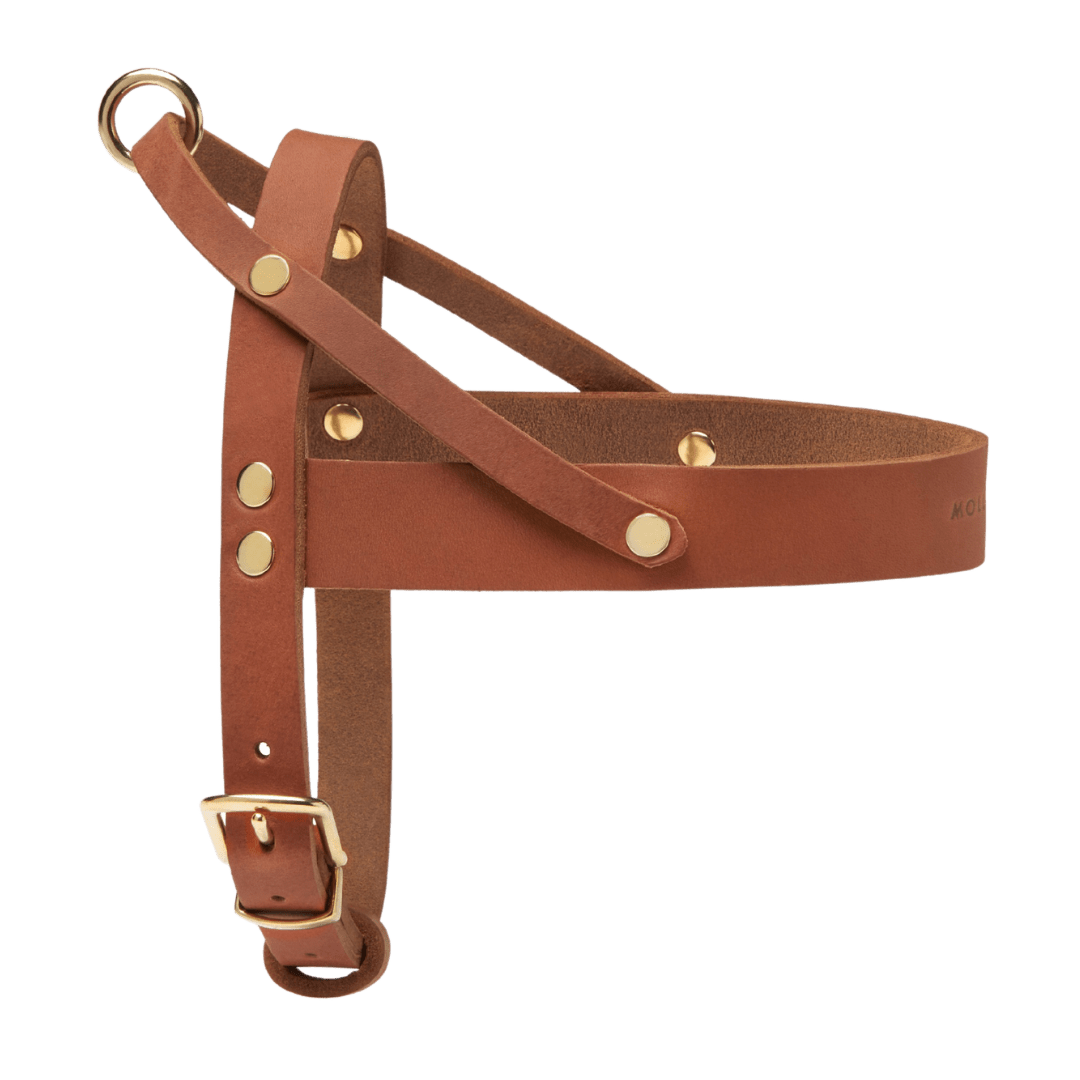 Butter Leather Dog Harness - Sahara Cognac - Eva Pet - mollyandstitchus