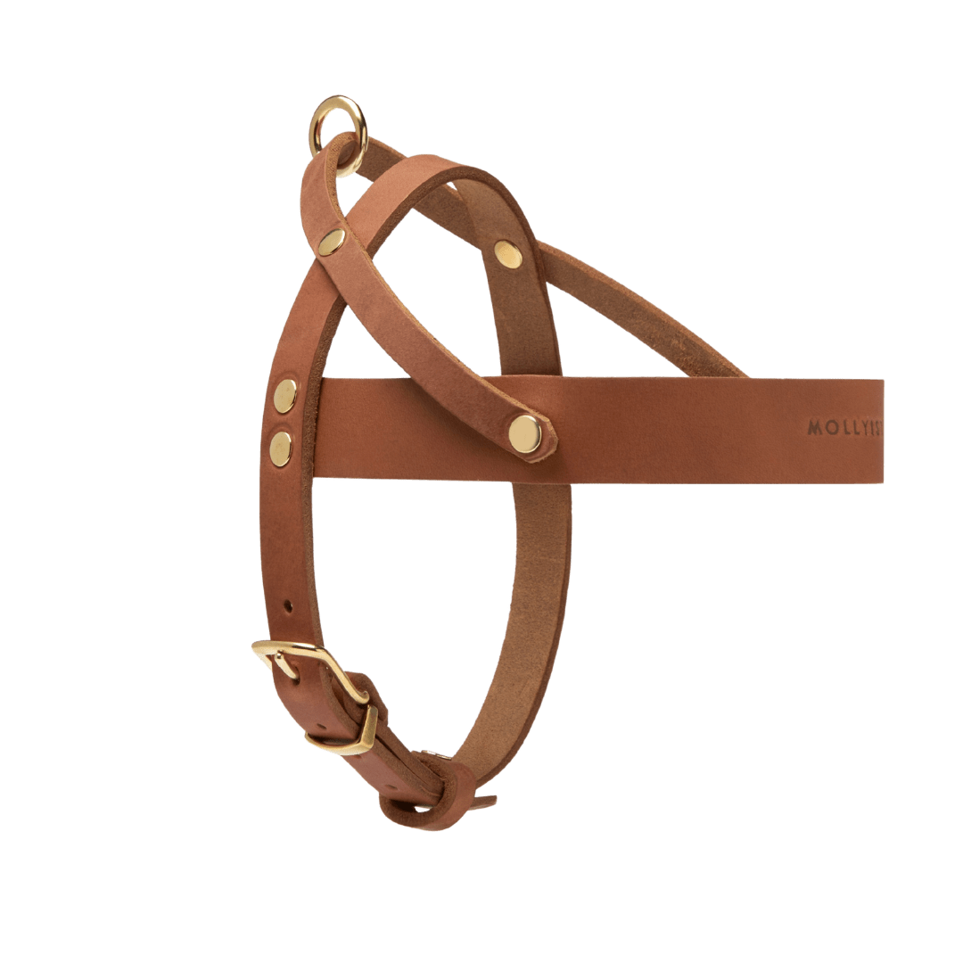 Butter Leather Dog Harness - Sahara Cognac - Eva Pet - mollyandstitchus