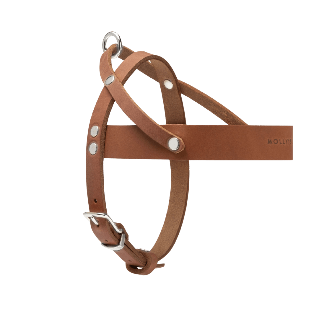 Butter Leather Dog Harness - Sahara Cognac - Eva Pet - mollyandstitchus