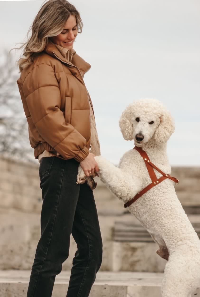 Butter Leather Dog Harness - Sahara Cognac - Eva Pet - mollyandstitchus