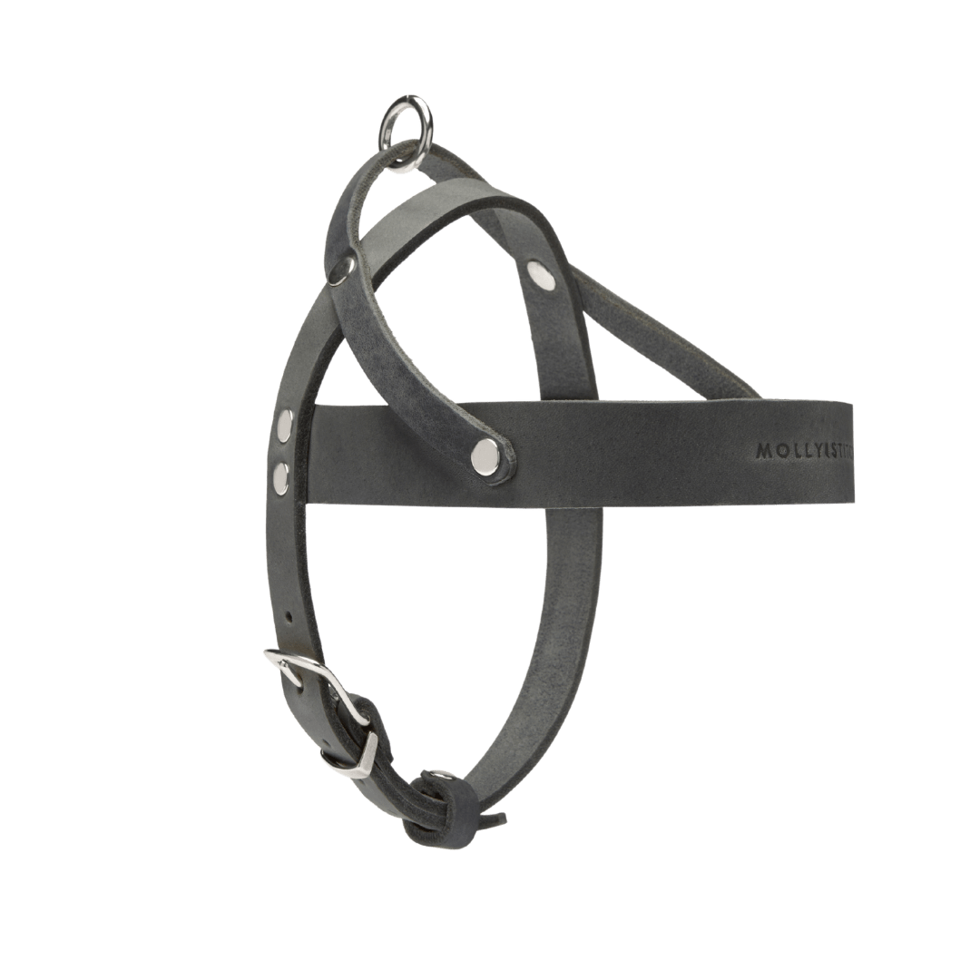Butter Leather Dog Harness - Timeless Grey - Eva Pet - mollyandstitchus