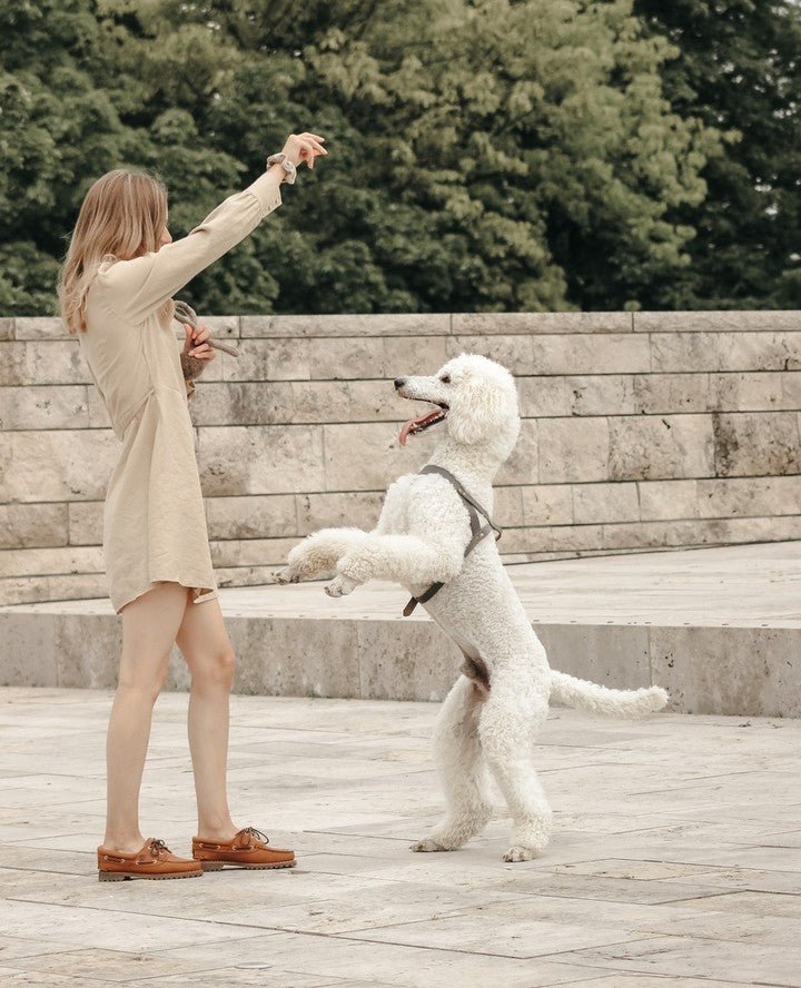 Butter Leather Dog Harness - Timeless Grey - Eva Pet - mollyandstitchus