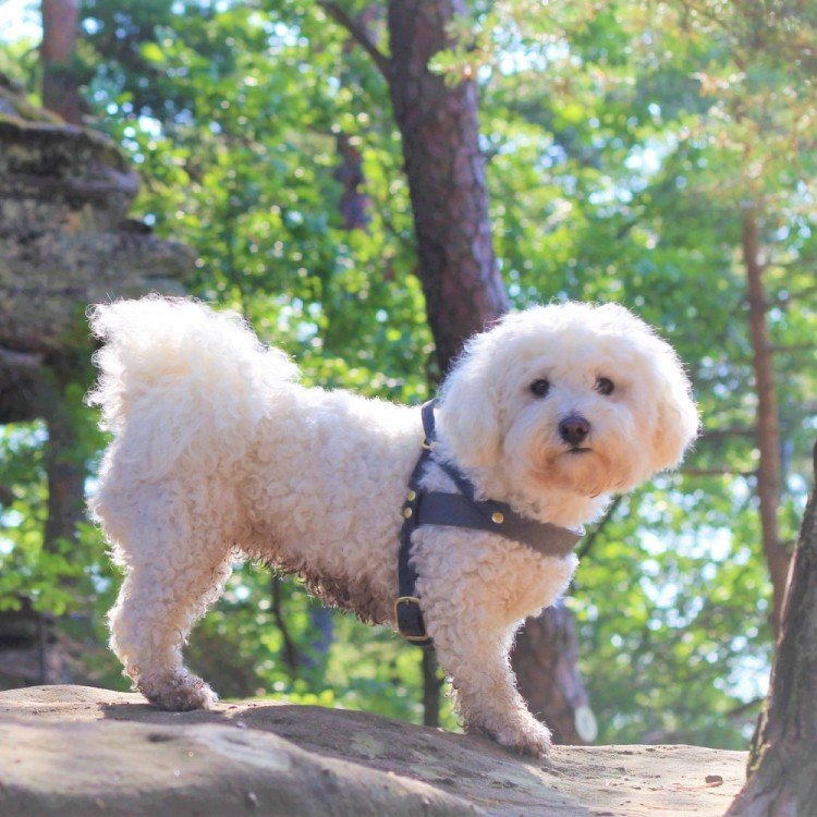 Butter Leather Dog Harness - Timeless Grey - Eva Pet - mollyandstitchus