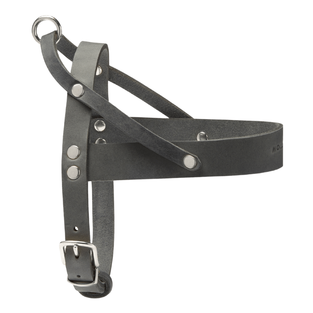 Butter Leather Dog Harness - Timeless Grey - Eva Pet - mollyandstitchus