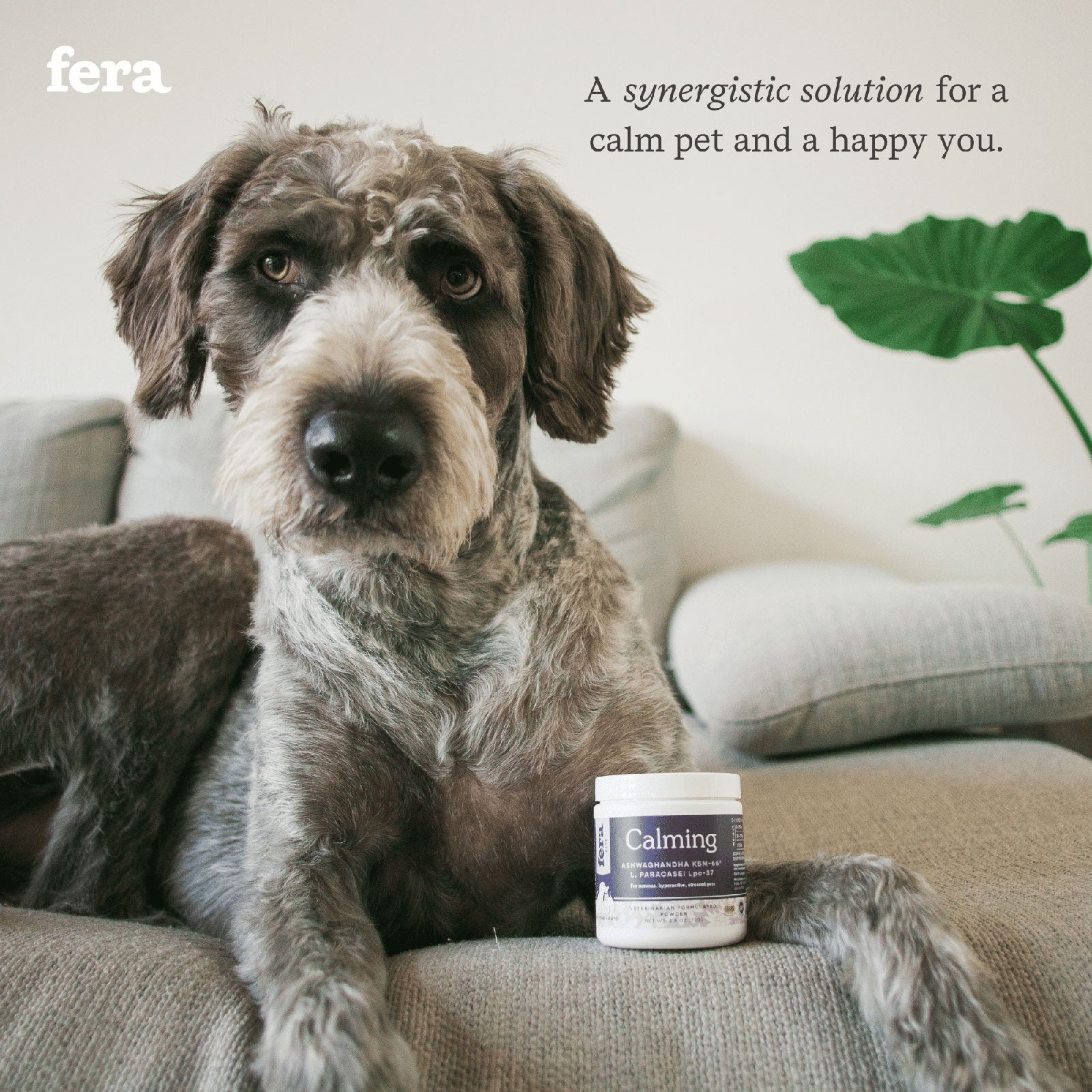 Calming Support for Dogs and Cats - Eva Pet - Fera Pet Organics