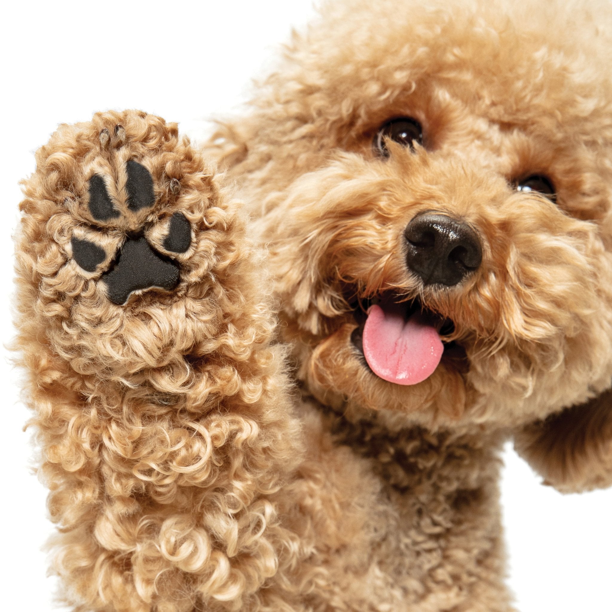 Certified Organic Paw Rescue (Great for Noses too!) - Eva Pet - Pure and Natural Pet