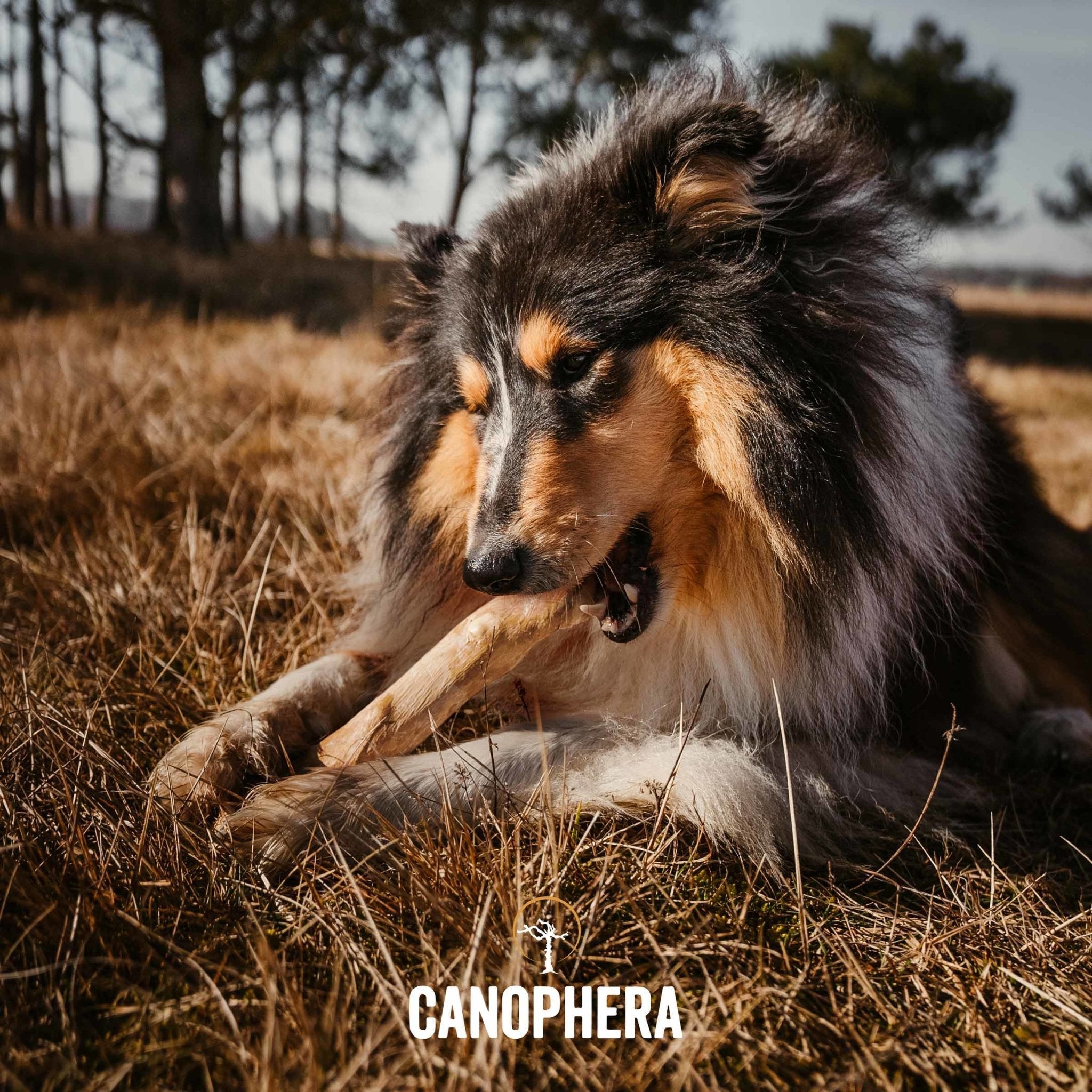 Coffee Wood Chew Sticks - Eva Pet - CANOPHERA