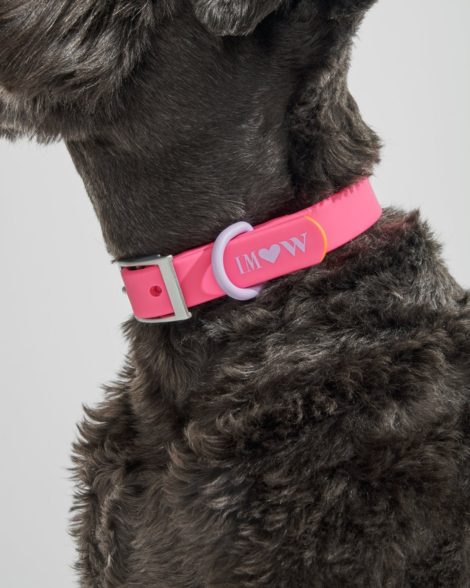Collar - Eva Pet - Wild One
